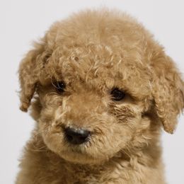 Taz - Red  Goldendoodle puppy in Houston, Texas from Texas Castle Doodles