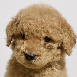 Taz - Red  Goldendoodle puppy in Houston, Texas from Texas Castle Doodles