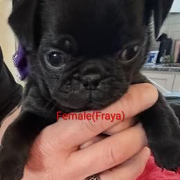 Fraya - Black female Pug puppy in Hampstead, North Carolina from Delta pug puppies
