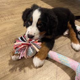 Bernese Mountain Dog Puppies from Joan Rogers