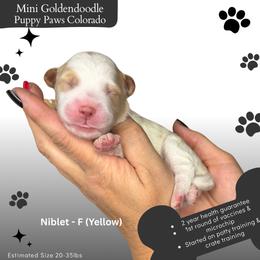 Niblet - Parti female Goldendoodle puppy in Fort Lupton, Colorado from Puppy Paws Colorado