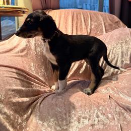 Nalini - Grey Collar - Black female Saluki puppy in Los Angeles, California from Srinagar Salukis