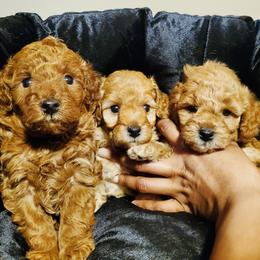 Maltipoo Puppies from Awwws-n-Pawws
