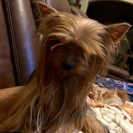 Denim - Blue and gold male Yorkshire Terrier puppy in Owasso/Tulsa, Oklahoma from Prestigious Pups