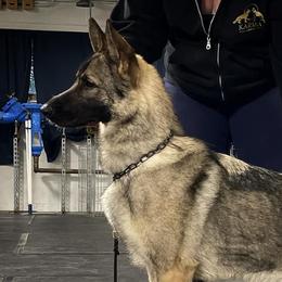 TJ - German Shepherd