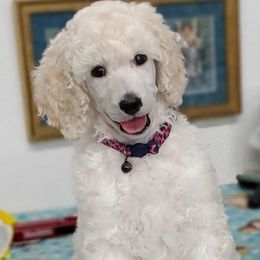 Poodles from TNT Poodles