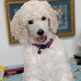Poodles from TNT Poodles