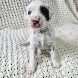 Maya- LUA liver long coat - White and liver brown female Dalmatian puppy in Jefferson, Georgia from Spotted Jewels Dalmatians