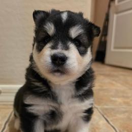 Almond - Black and white male Siberian Husky puppy in Phoenix, Arizona from Limitless Huskies