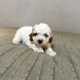 Girl 4 - female Goldendoodle puppy in Mesa, Arizona from Twinkle MiniDoodles