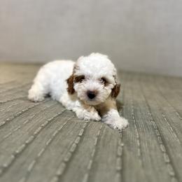 Girl 4 - female Goldendoodle puppy in Mesa, Arizona from Twinkle MiniDoodles