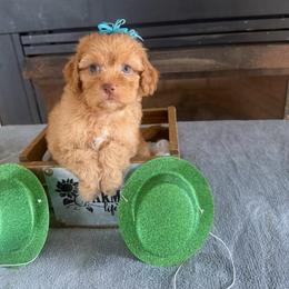B - Red female Cockapoo puppy in Connersville, Indiana from MoonShine Babies
