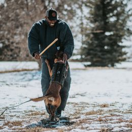 Belgian Malinois All Grown Up from MileHigh Belgian Malinois