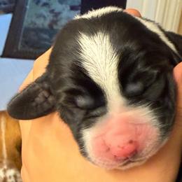 Mia - Black brown and white female Basset Hound puppy in Knoxville, Tennessee from Well Hounded Bassets
