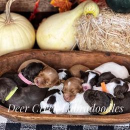 Australian Labradoodle, Cavapoo, and Goldendoodle Puppies from Deer Creek Labradoodles