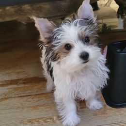 Yorkshire Terrier Puppies from Rosey’s Yorkies