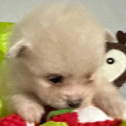 Nutter butter - Cream male Pomeranian puppy in Interlachen, Florida from DK DARLINGS