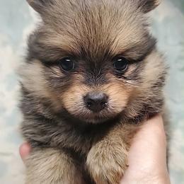Girl 1 - Red sable female Pomeranian puppy in Tulsa County, Oklahoma from CP Kennels