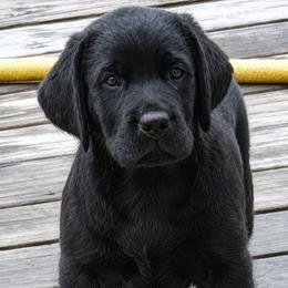 OLIVE - Black female Labrador Retriever puppy in Braselton, Georgia from Bel Amour