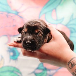 Australian Shepherd and German Shepherd Puppies from Savage K9