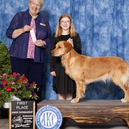 Journey - Golden Retriever