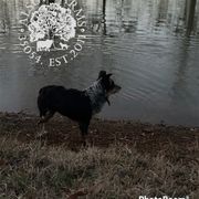 CKC Bingo - Black and tan Working Dog Cross puppy in Alabama from Alsup Farms and Cattle Dogs