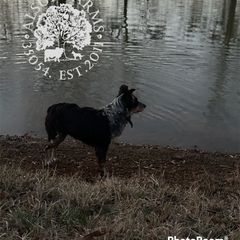 CKC Bingo - Black and tan Working Dog Cross puppy in Alabama from Alsup Farms and Cattle Dogs