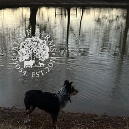 CKC Bingo - Black and tan Working Dog Cross puppy in Alabama from Alsup Farms and Cattle Dogs