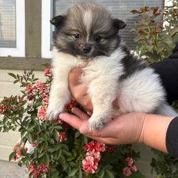 Oreo - Black parti female Pomeranian puppy in Fruitland, Idaho from Stephanie Gonzalez