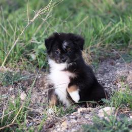 Dasher - Black tri male Toy Australian Shepherd puppy in Georgetown, Texas from Minikin Manor