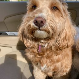 Ruby - Goldendoodle
