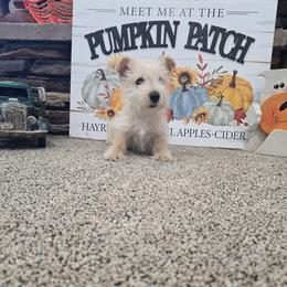 Boy 1 - Wheaten male Scottish Terrier puppy in Utah from TnT Scotties