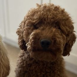 Cavapoos from Dana Sorino