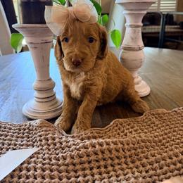 Girl 6 Moana - Apricot female Goldendoodle puppy in Anthem/Phoenix, Arizona from Ironwood Doodles