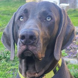 Conztyntine - Weimaraner