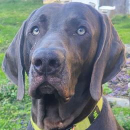Conztyntine - Weimaraner