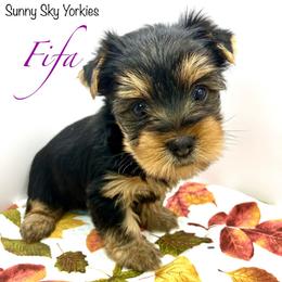 Fifa - Black and tan female Yorkshire Terrier puppy in Owatonna, Minnesota from Sunny Sky Yorkies