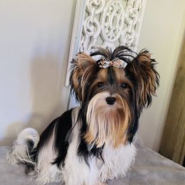 Biewer Terrier Puppies from Petit Bijou