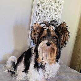Biewer Terrier Puppies from Petit Bijou