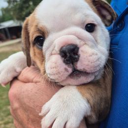 BLUE - Fawn and brindle male Bulldog puppy in Walhalla, South Carolina from Lowery's English Bulldogs