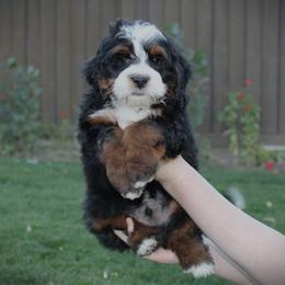 Waffles - Tri-color male Bernedoodle puppy in Eagle Mountain, Utah from Fur Real Puppies.