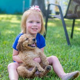 Goldendoodle Puppies from Rolling Oak Doodles