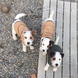 Jack Russell Terrier Puppies from Diamond Gates Jack Russel Terriers