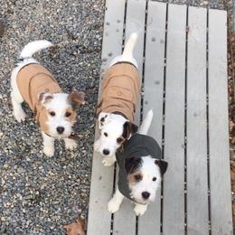 Jack Russell Terrier Puppies from Diamond Gates Jack Russel Terriers