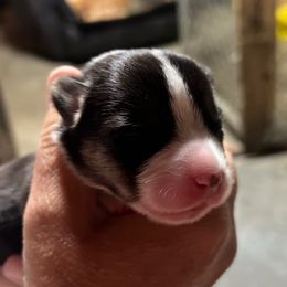 Girl 3 - Black and white female Cardigan Welsh Corgi puppy in Buskirk, New York from Hana-K’s Cardigan Welsh Corgis