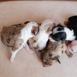 Aussiedoodle and Goldendoodle Puppies from Ever After Doodles Arizona