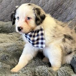 Four Roses - Blue merle female Australian Shepherd puppy in Camp Verde, Arizona from Bullet & Whiskey’s Pups