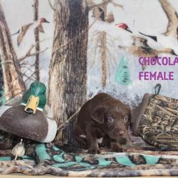 Labrador Retriever Puppies from Copper Creek Outfitters and Kennel