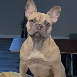 Daenerys  - French Bulldog