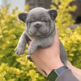 French Bulldog Puppies from Bourbon Country Bullies
